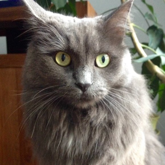 💕😸 Pet Friendly Home 💕😸 - Picture 3 of 4